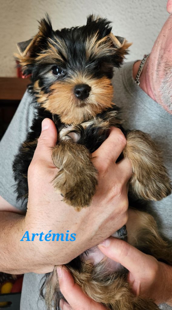 Du Royaume De Condé - Chiots disponibles - Yorkshire Terrier