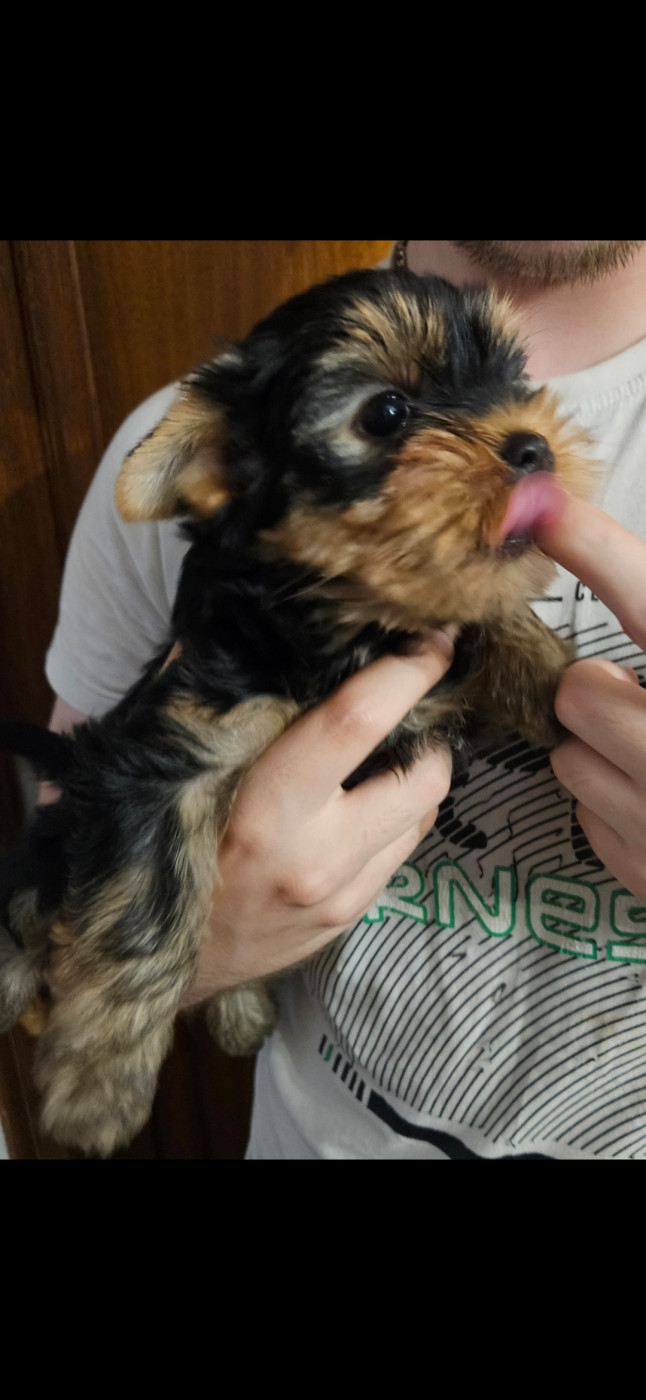 Du Royaume De Condé - Yorkshire Terrier - Portée née le 10/04/2026