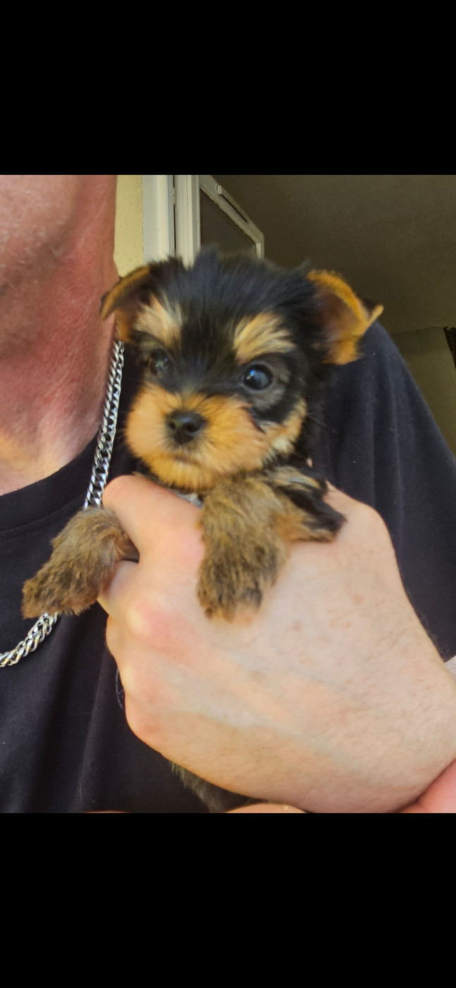 Du Royaume De Condé - Yorkshire Terrier - Portée née le 14/04/2026