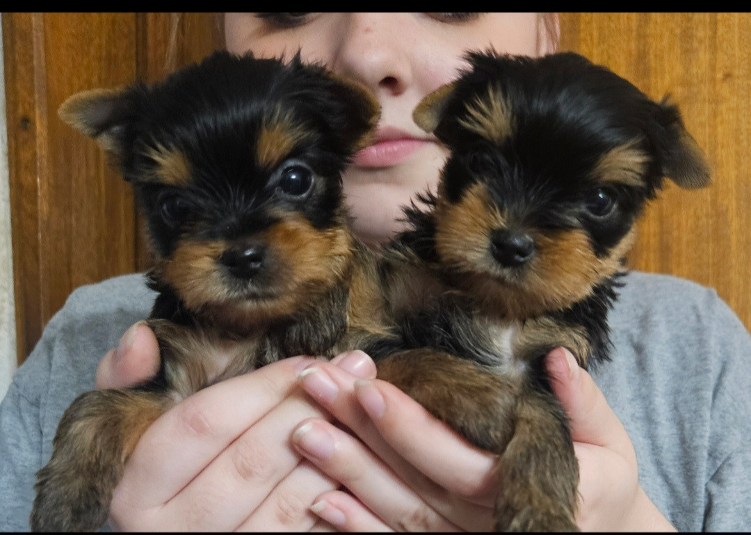Du Royaume De Condé - Yorkshire Terrier - Portée née le 16/04/2026