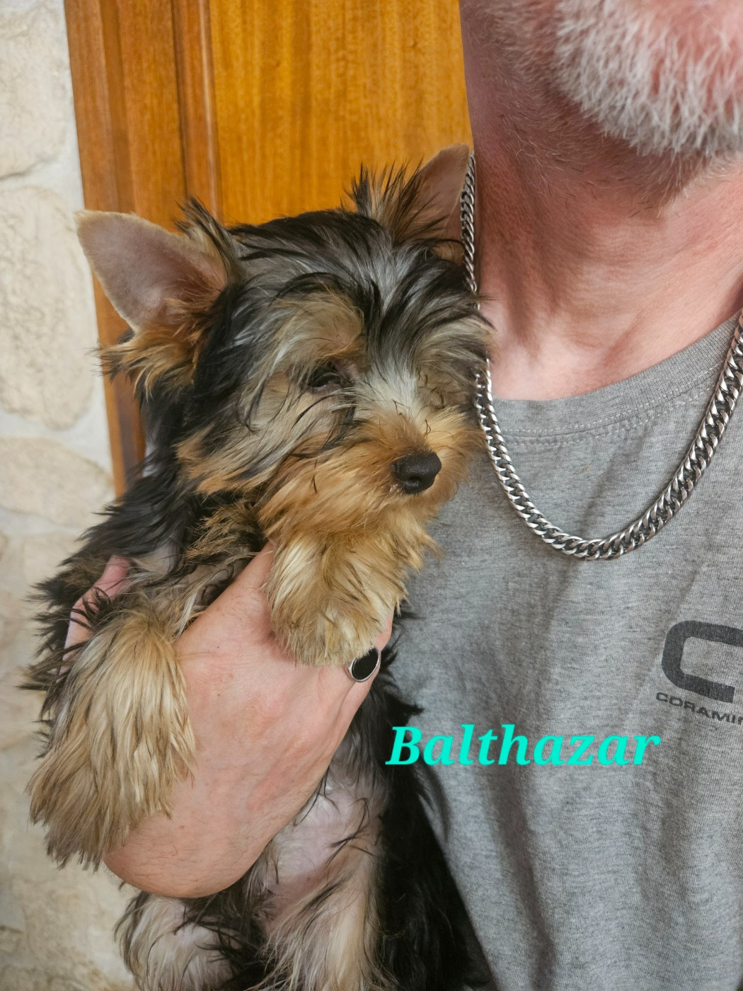 Du Royaume De Condé - Chiots disponibles - Yorkshire Terrier