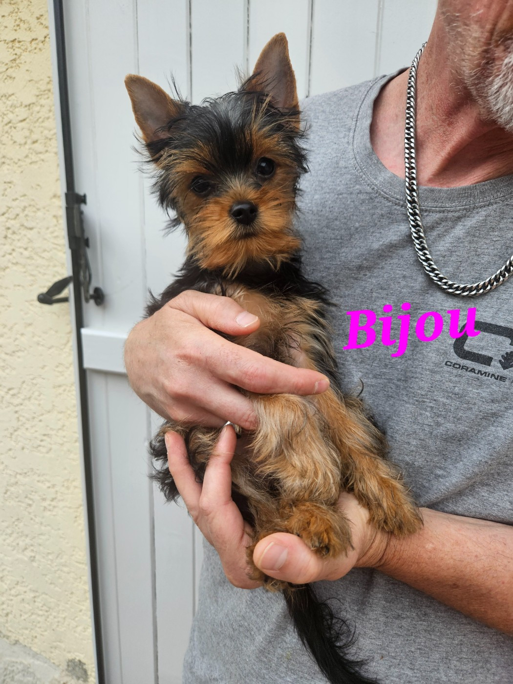 Du Royaume De Condé - Chiots disponibles - Yorkshire Terrier