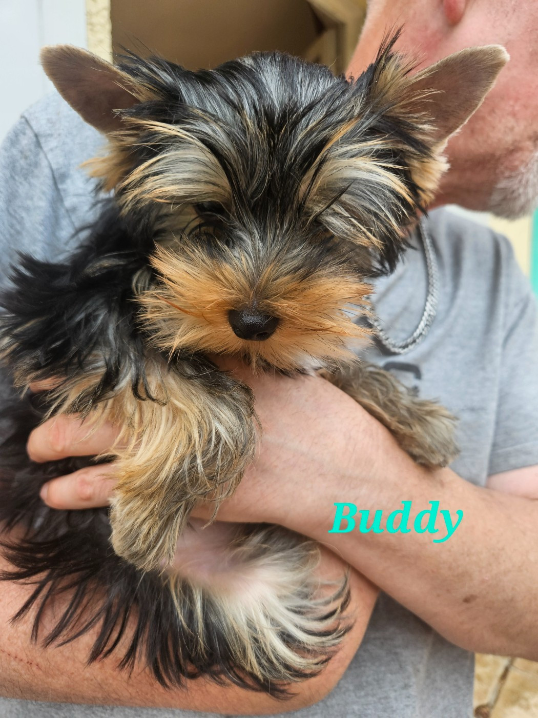 Du Royaume De Condé - Chiots disponibles - Yorkshire Terrier
