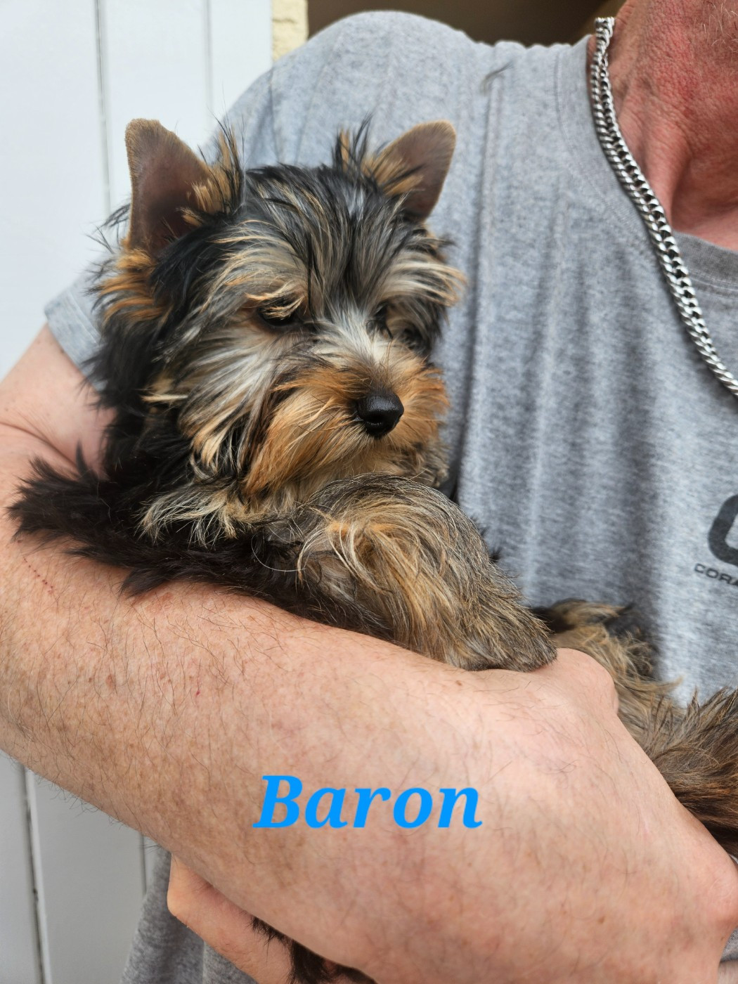 Du Royaume De Condé - Chiots disponibles - Yorkshire Terrier