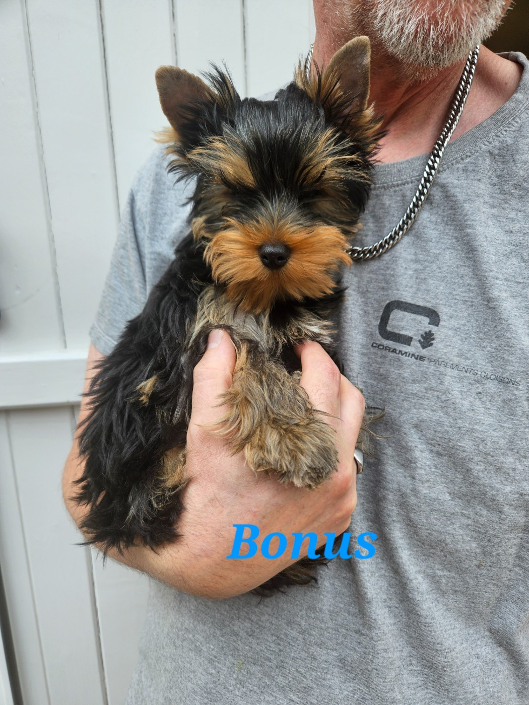 Du Royaume De Condé - Chiots disponibles - Yorkshire Terrier