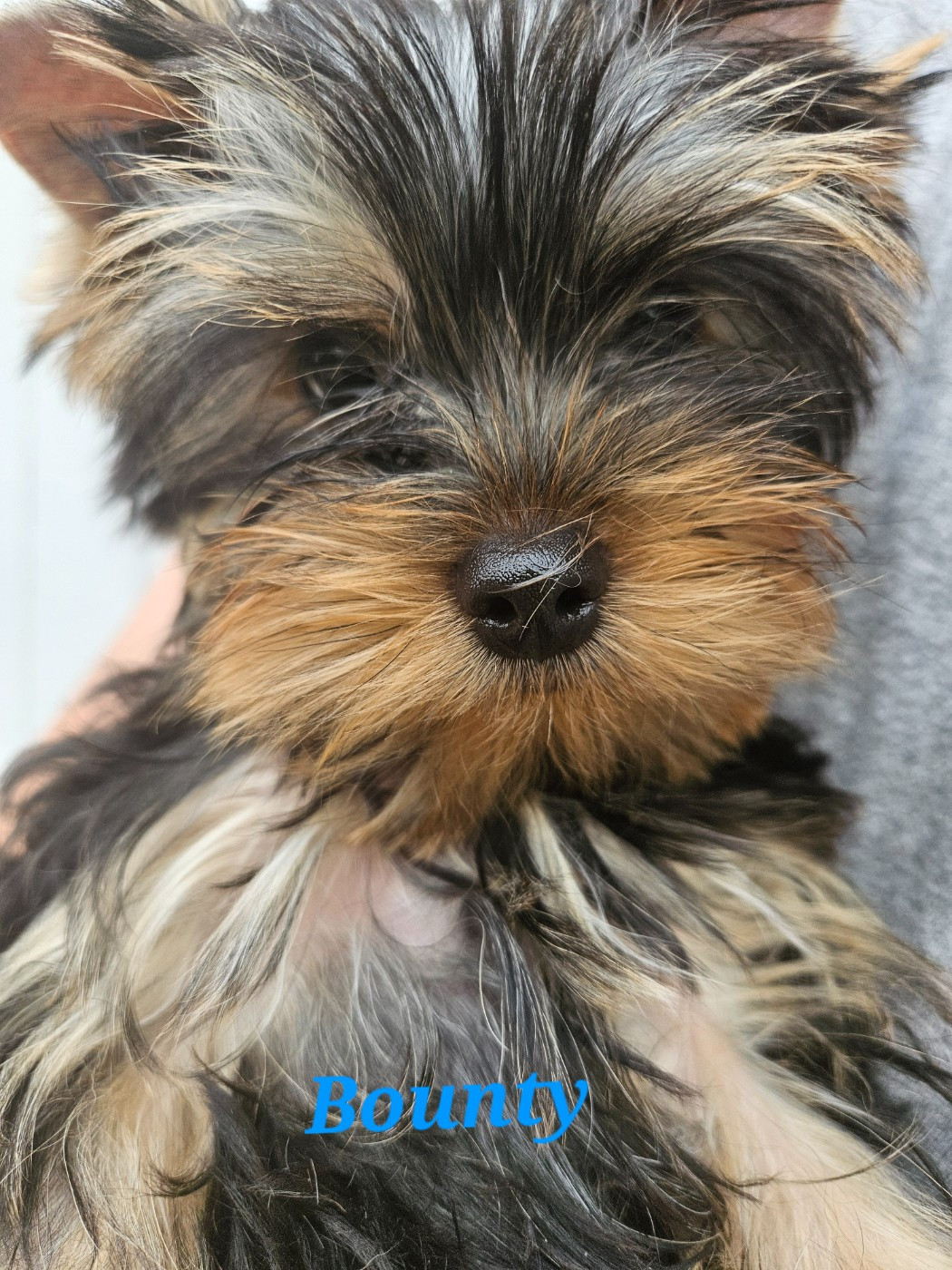 Du Royaume De Condé - Chiots disponibles - Yorkshire Terrier