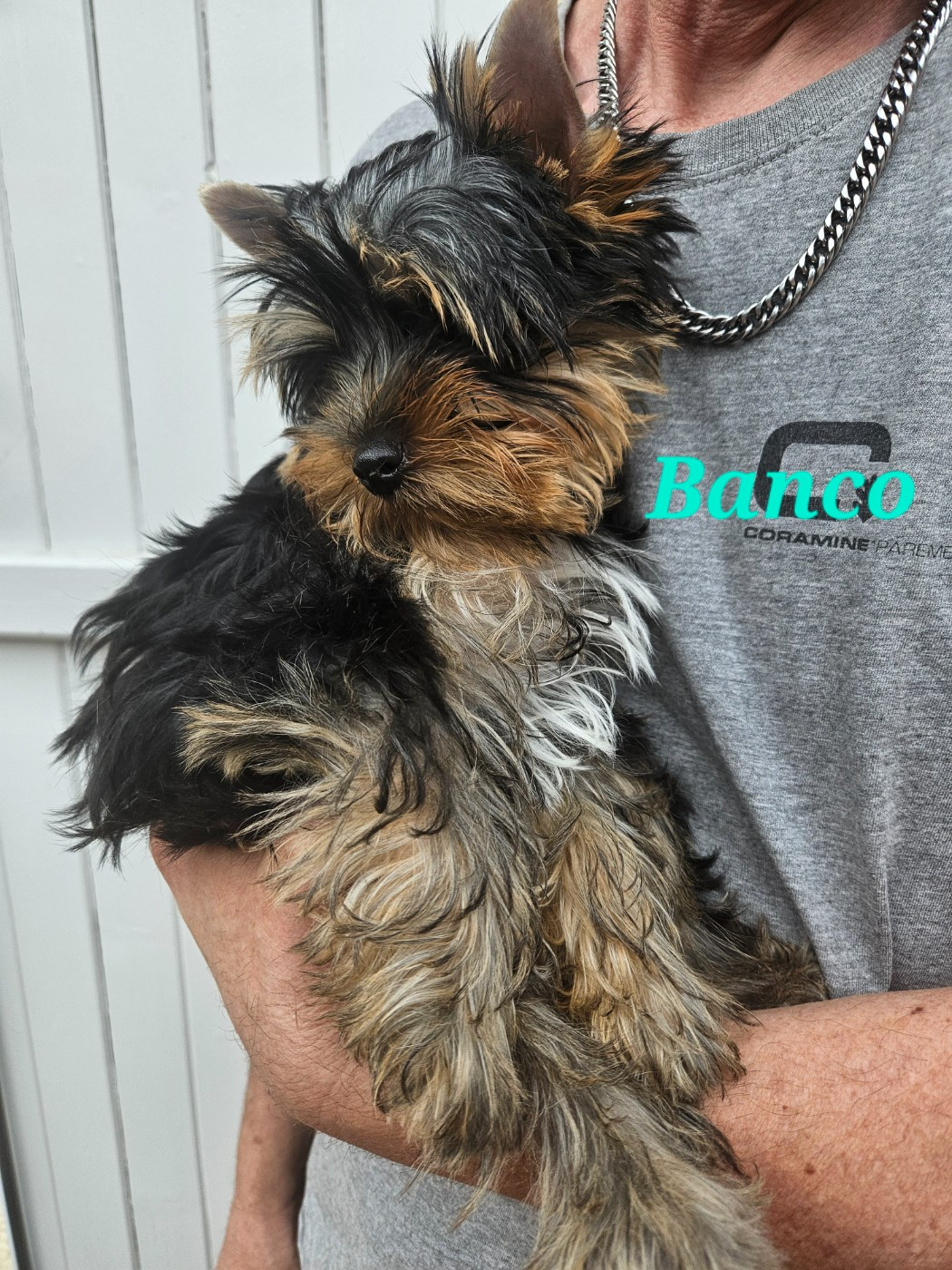 Du Royaume De Condé - Chiots disponibles - Yorkshire Terrier