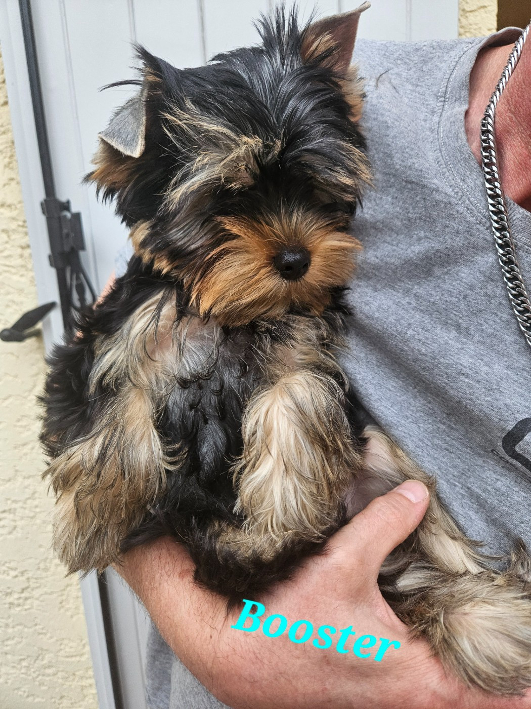 Du Royaume De Condé - Chiots disponibles - Yorkshire Terrier