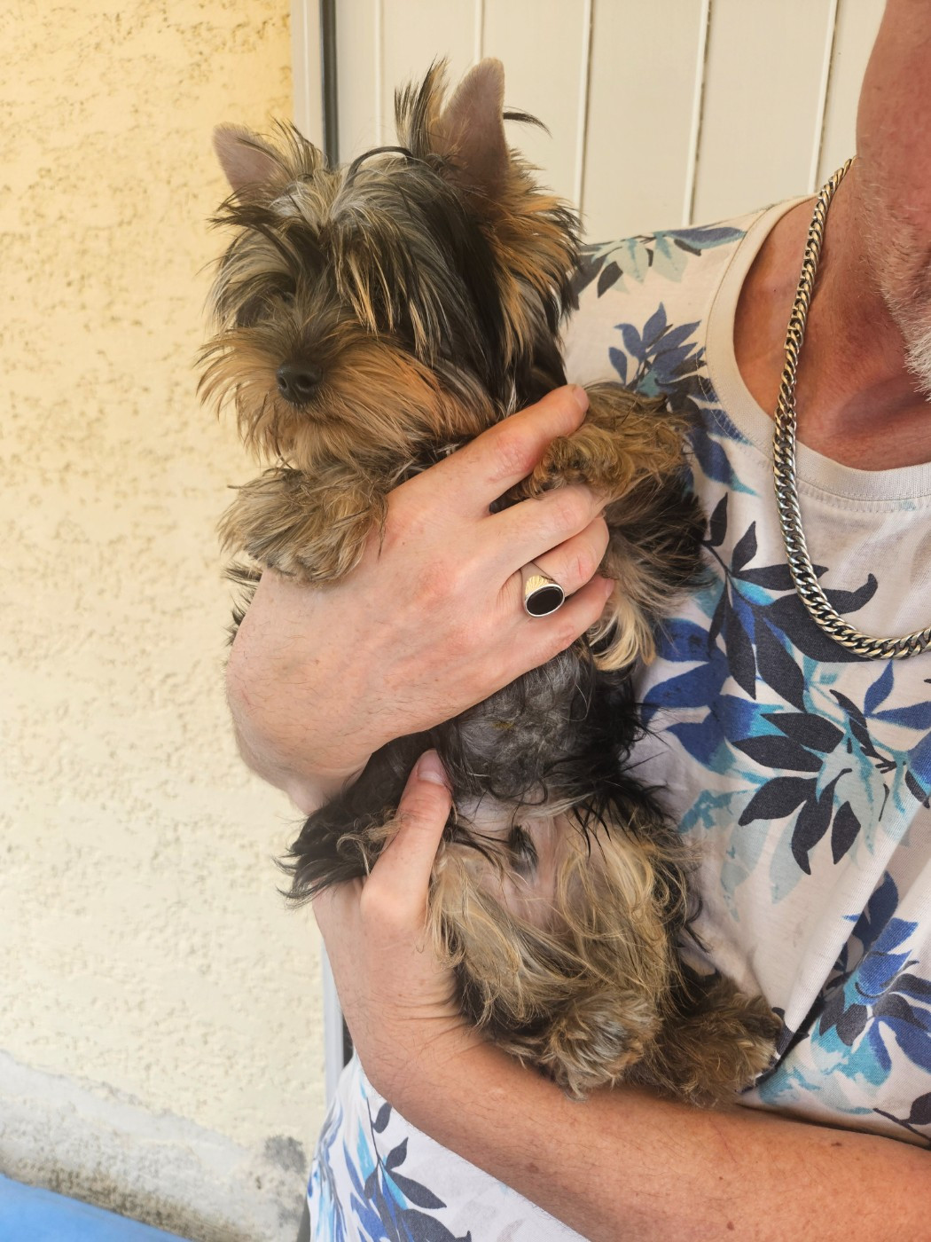 Du Royaume De Condé - Chiots disponibles - Yorkshire Terrier