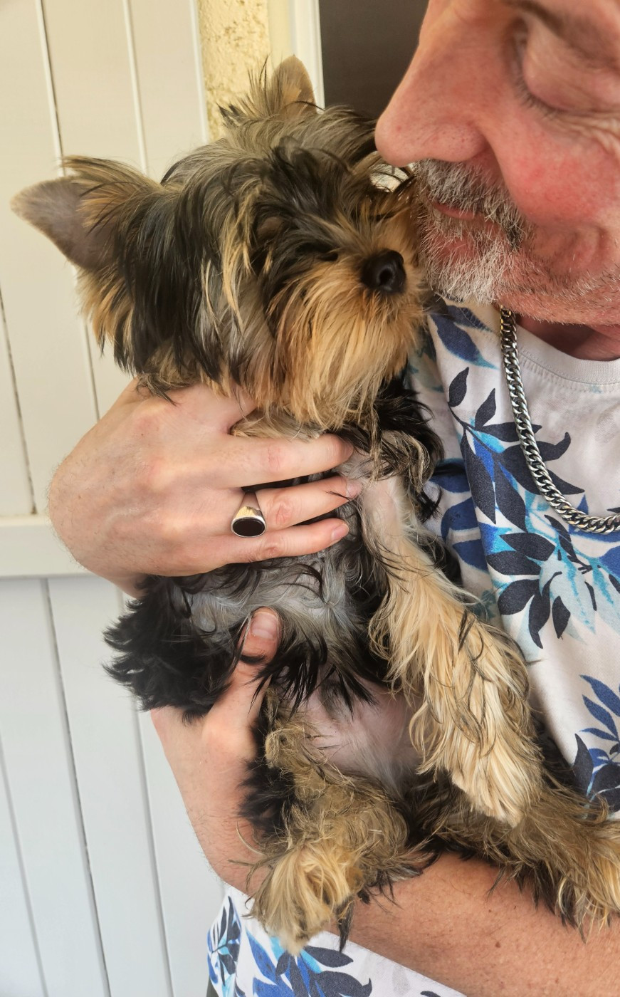 Du Royaume De Condé - Chiots disponibles - Yorkshire Terrier