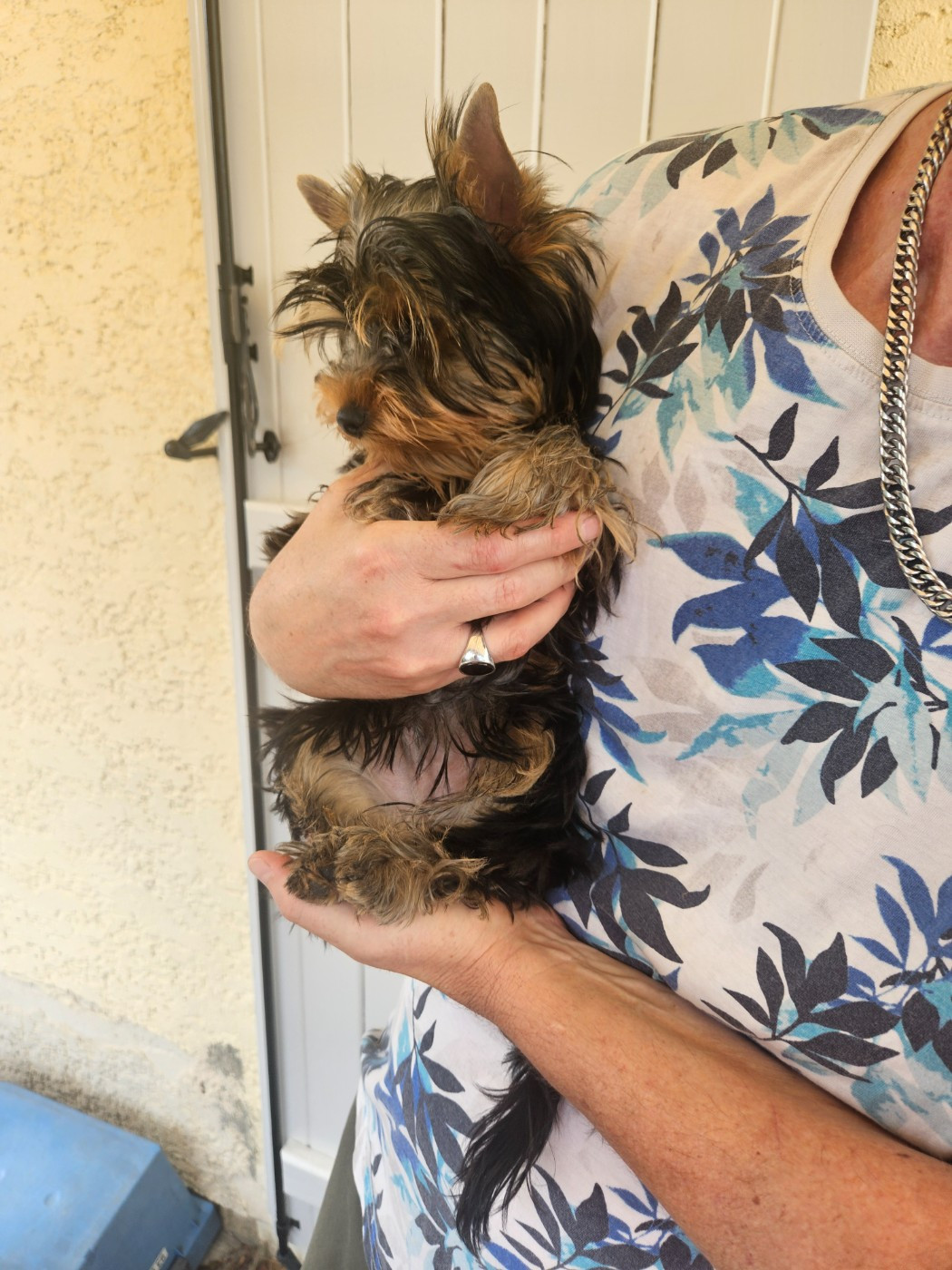 Du Royaume De Condé - Chiots disponibles - Yorkshire Terrier