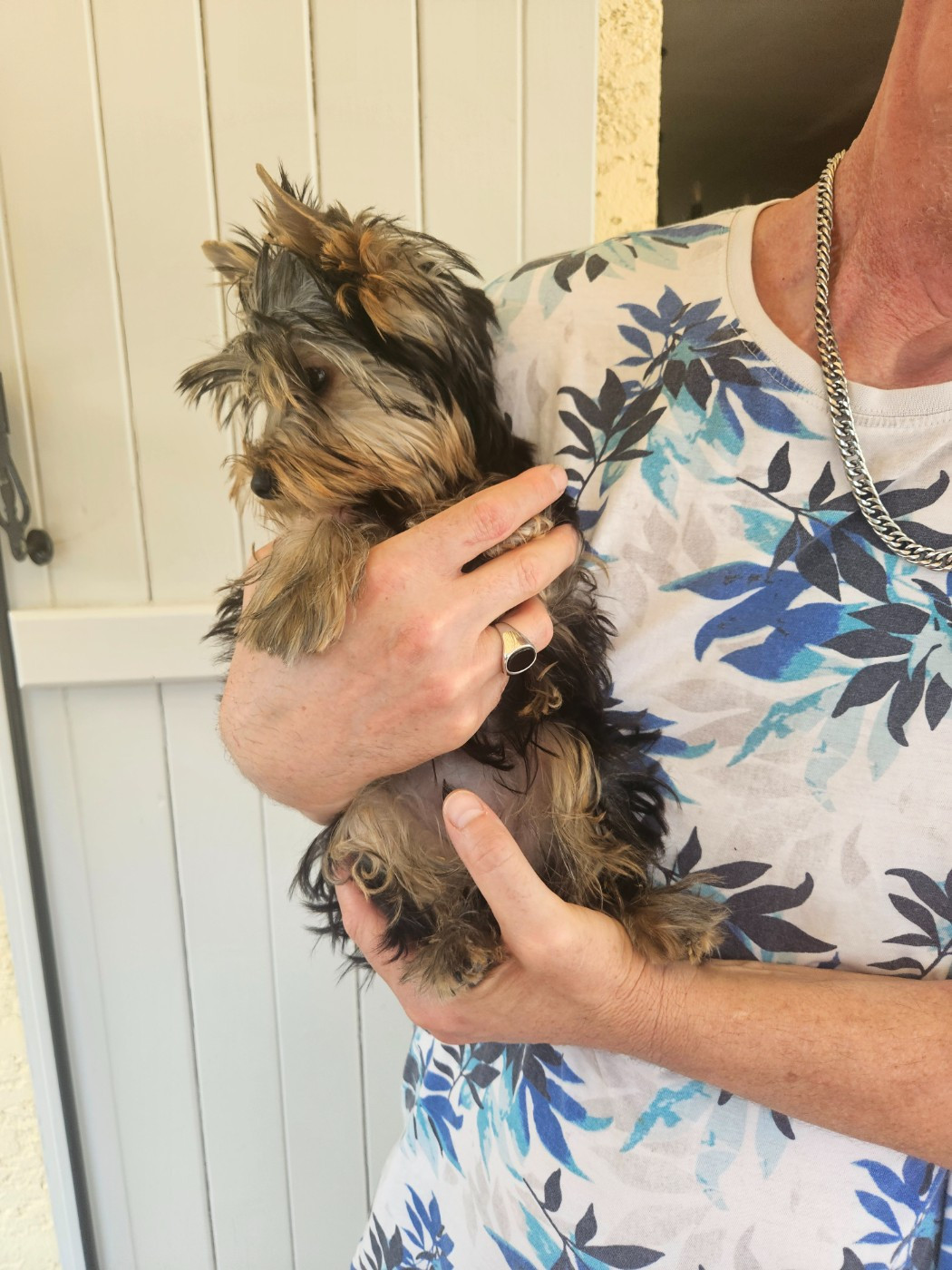 Du Royaume De Condé - Chiots disponibles - Yorkshire Terrier