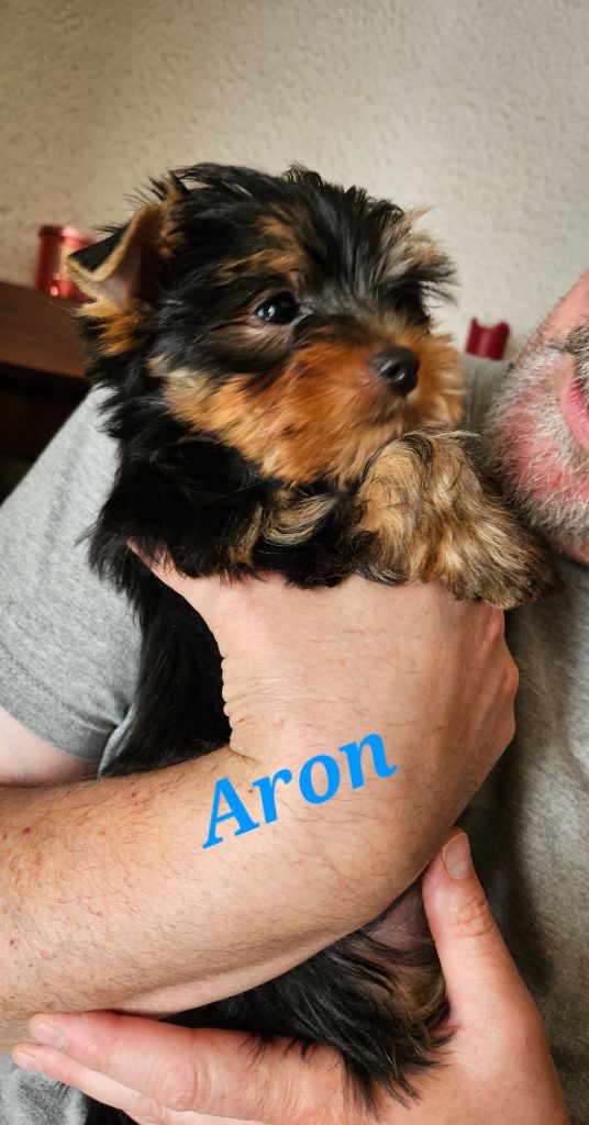 Du Royaume De Condé - Chiots disponibles - Yorkshire Terrier