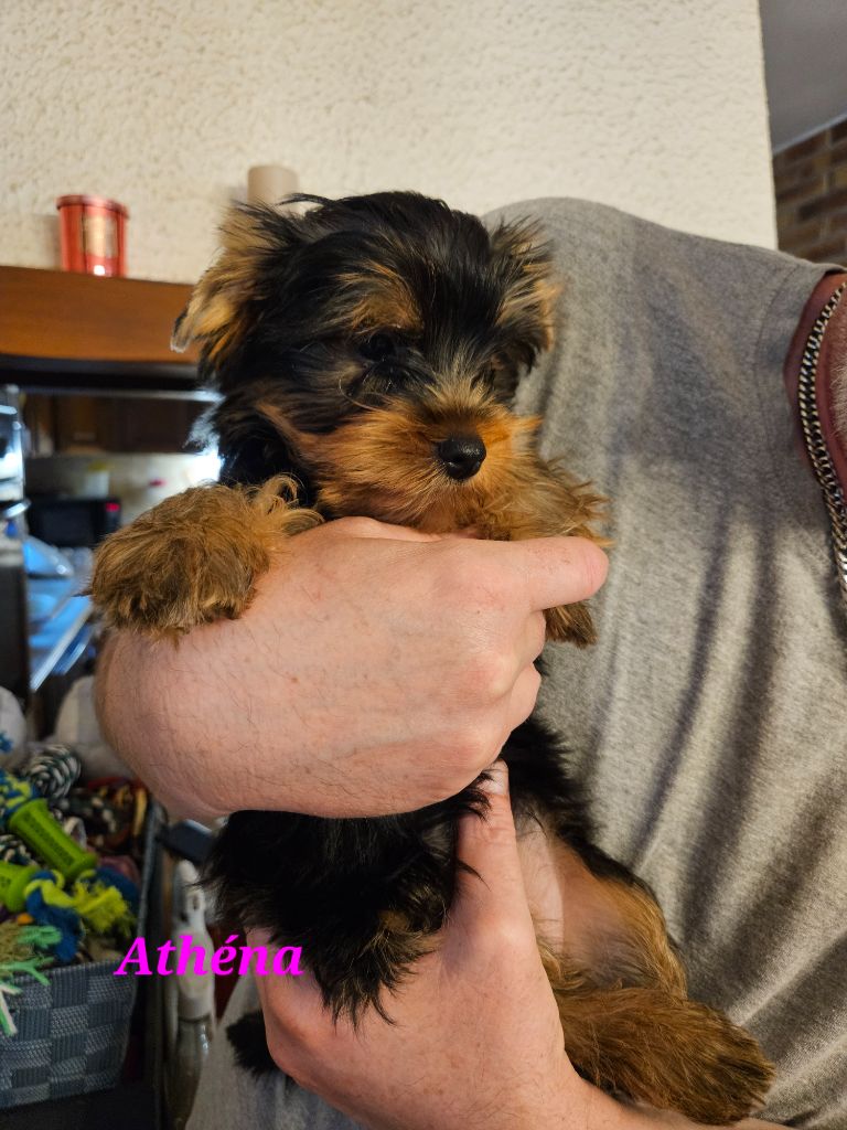 Du Royaume De Condé - Chiots disponibles - Yorkshire Terrier